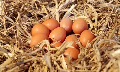 Как понять органические яйца?