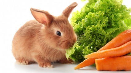  Что ест кролик и что он ест? Легкий уход за кроликом в домашних условиях