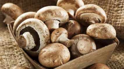 Как понять свежесть гриба? Как хранить грибы? Советы по приготовлению грибов