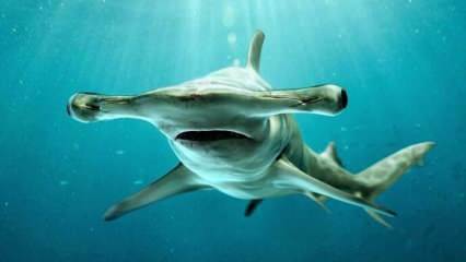  Изображения, которые пугают! Акула-молот у побережья Флориды.