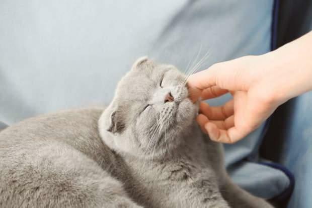 Как кошки проявляют свою любовь