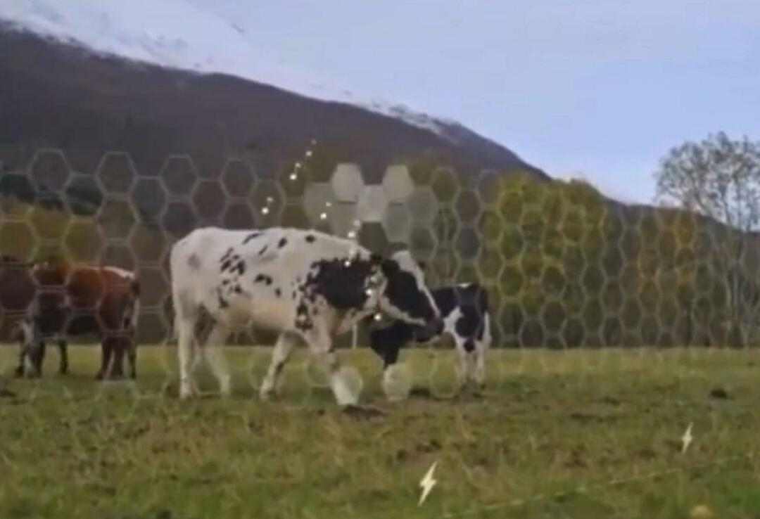 Virtual Fence начали тестировать на животных