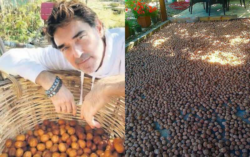 Бурак правильно собирал грецкие орехи на своей ферме
