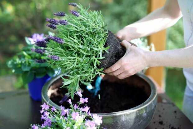 Как ухаживать за цветами лаванды, размножением и выращиванием в домашних условиях