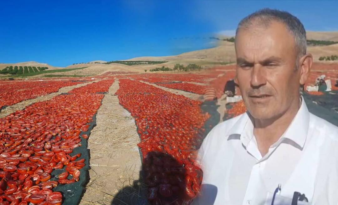 В Малатье начался сбор томатов на сушку!