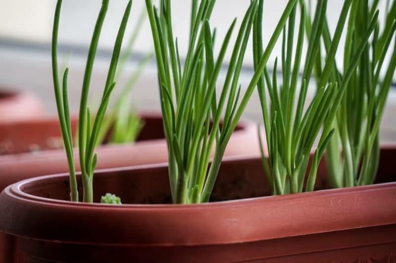Как вырастить зеленый лук в горшках? Советы по выращиванию зеленого лука