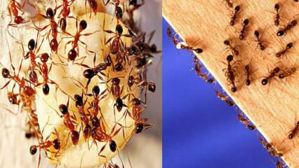 Как уничтожить муравьев в доме? Что делать, чтобы избавиться от муравьев, самый действенный метод