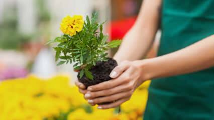 Причины выращивания растений в домашних условиях? Вредно ли выращивать цветы дома?