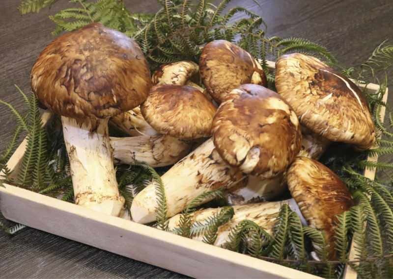Что такое гриб Мацутакэ? Преимущества гриба Мацутакэ! Полный запас белка для хранения ...