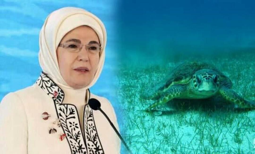 Делимся «морской черепахой» от Эмине Эрдоган: «Пока мы их защищаем, они будут продолжать жить»