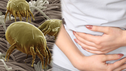 Где самая грязная часть тела и как она очищается? Какие заболевания вызваны паразитами? 