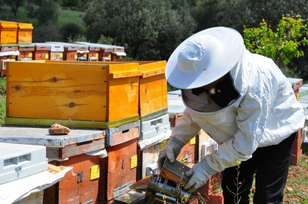 Преимущества пчелиного яда