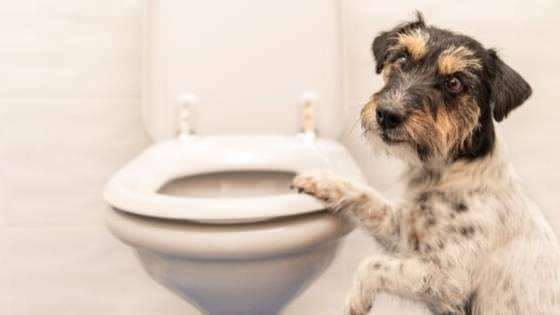 Как сделать собачьи привычки туалетом