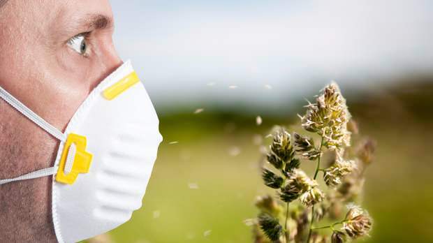 весенняя аллергия вызвана пыльцой, домашними животными, повышенной температурой и пылью