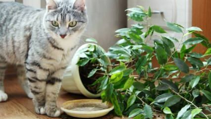 Как держать кошек подальше от растений?