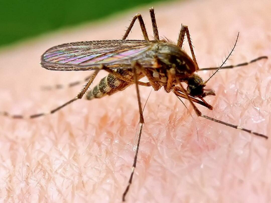 Почему комары кусают некоторых людей больше?