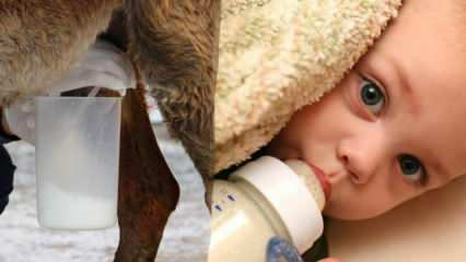 Какое молоко ближе всего к грудному? Что дают малышу при недостатке грудного молока?
