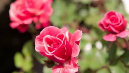 Как вырастить розы в горшках? Советы по выращиванию роз в домашних условиях ...