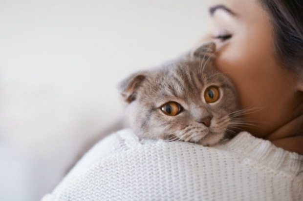 Как предотвратить стресс кошек? 