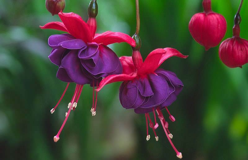 Что такое серьга-цветок, как ухаживать? В чем особенности и преимущества сережки-цветка?