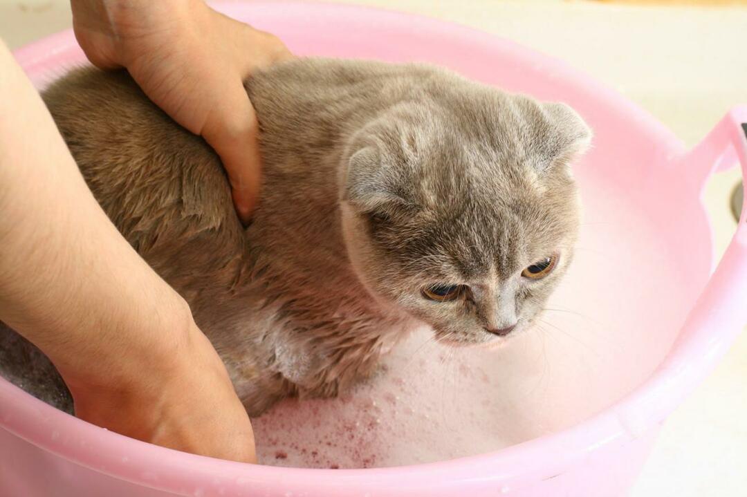 как мыть кошек