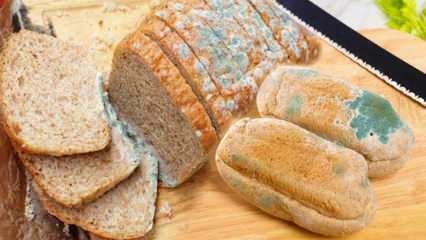 Как предотвратить плесень хлеба в Рамадан? Способы предотвратить черствение и плесень хлеба