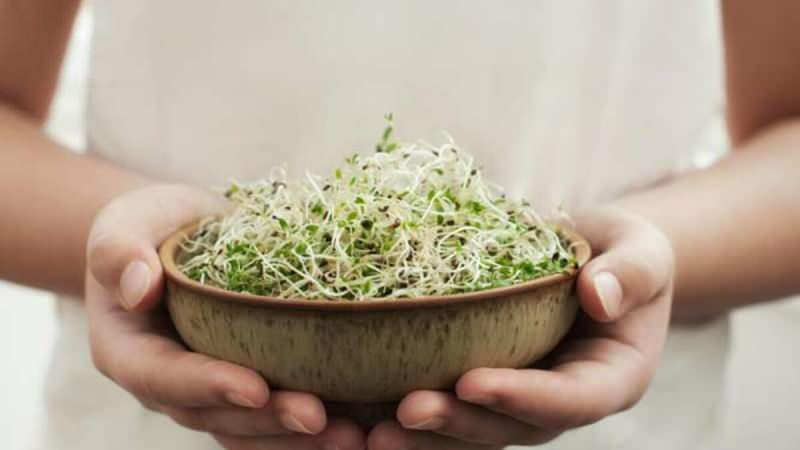 микро росток обычно получают из таких продуктов, как салат, огурец, нут и капуста