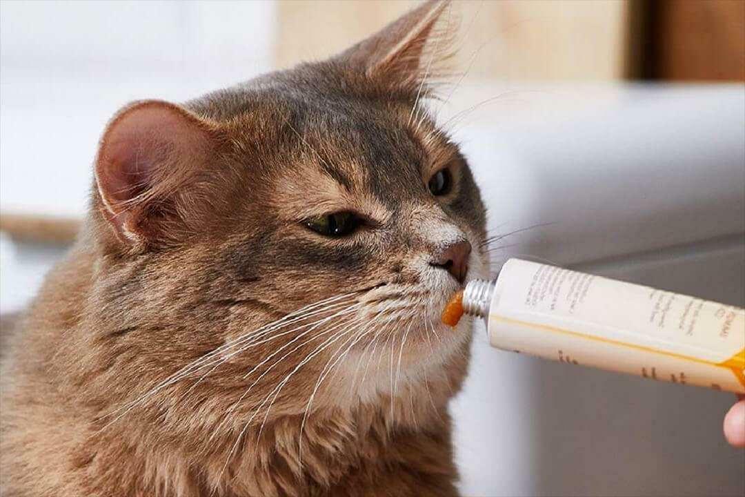 Способы кормления кота пастой