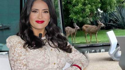 Голливудская звезда Сальма Хайек поделилась в социальных сетях оленем, который вошел в ее сад!