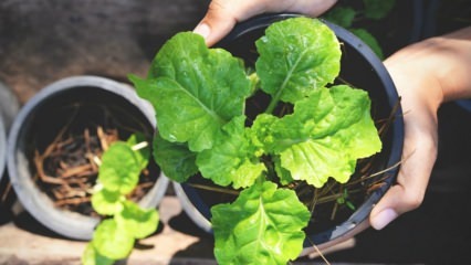 Как вырастить рукколу в домашних условиях? Способы выращивания рукколы в цветочных горшках