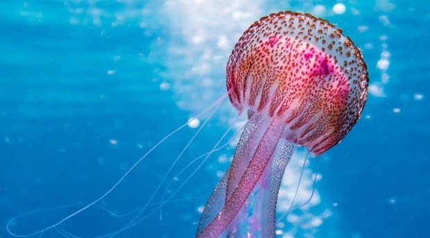 Узнайте больше о медузах