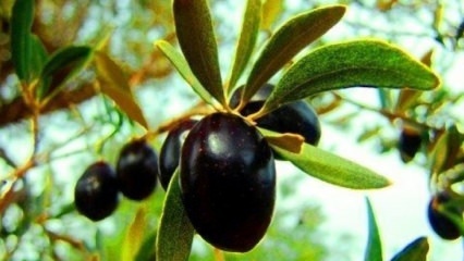 Как ухаживать за оливковым деревом в домашних условиях? 