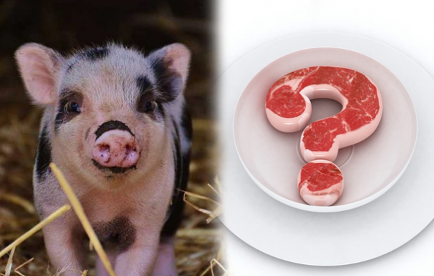 Запрещено есть свинину?