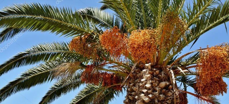 Что такое пальма? Какие свойства у пальмы, как ее выращивать