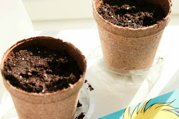 Как посадить семена плюща