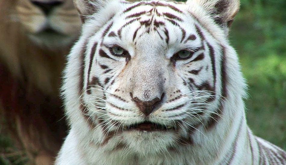 Белый тигр в зоопарке распространяет опасность