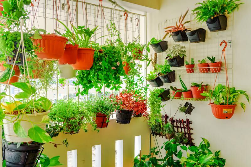 выращивание растений в домашних условиях