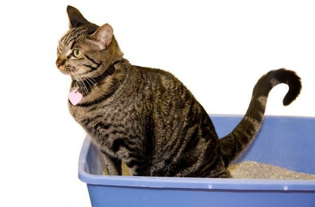 Как приучить кошек к туалету