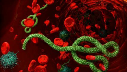 Что такое вирус Эбола? Как передается вирус Эбола? Каковы симптомы вируса Эбола? 