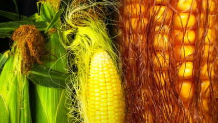 Будет ли вареная кукуруза набирать вес, на сколько калорий? Быстрое похудение с кукурузной кисточкой чая