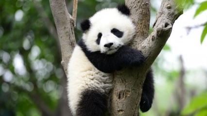 Самая маленькая панда в мире родилась в Китае