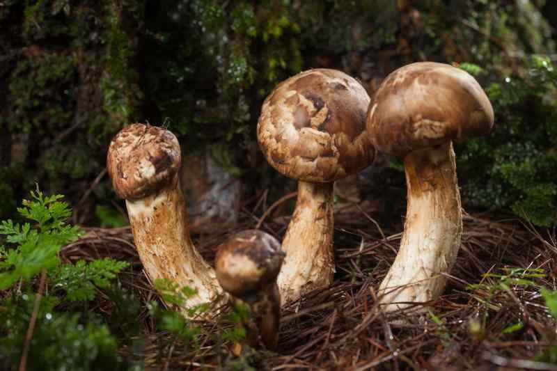 гриб мацутакэ растет у основания сосны