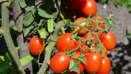 Как вырастить помидоры в горшочке? Самое простое выращивание томатов
