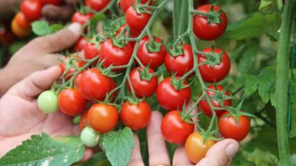 Какая польза от употребления помидоров на сахуре? Каковы преимущества сырых помидоров? 