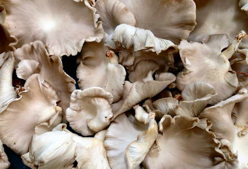 чрезмерное употребление грибов может вызвать аллергию на отравления 