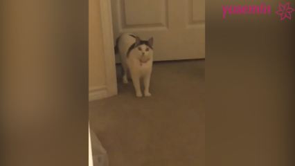 Кот, который реагирует на гостей, приходящих домой!