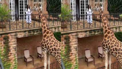 Женщина кормит жирафа с балкона руками! 