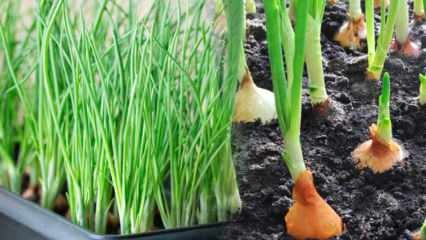 Как вырастить зеленый лук в горшках? Советы по выращиванию зеленого лука