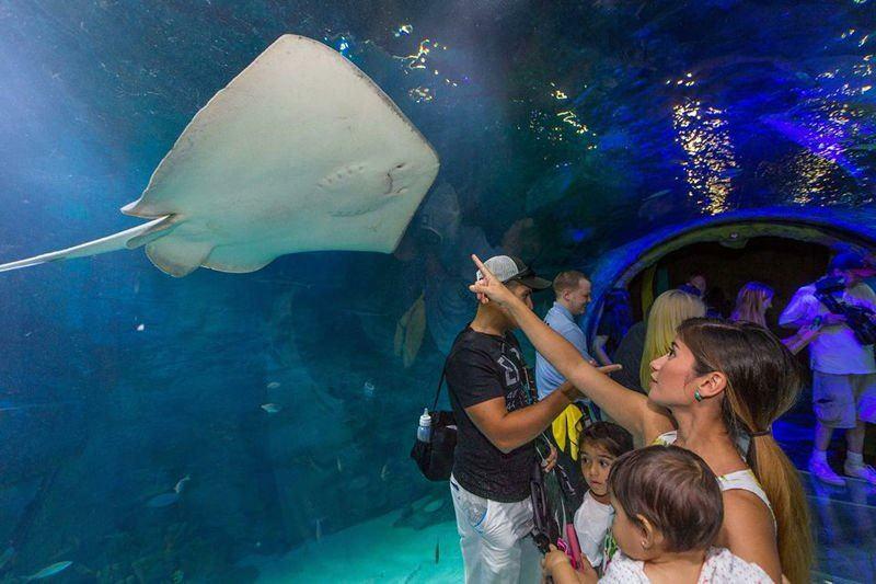  Сцены из стамбульского аквариума Sea Life