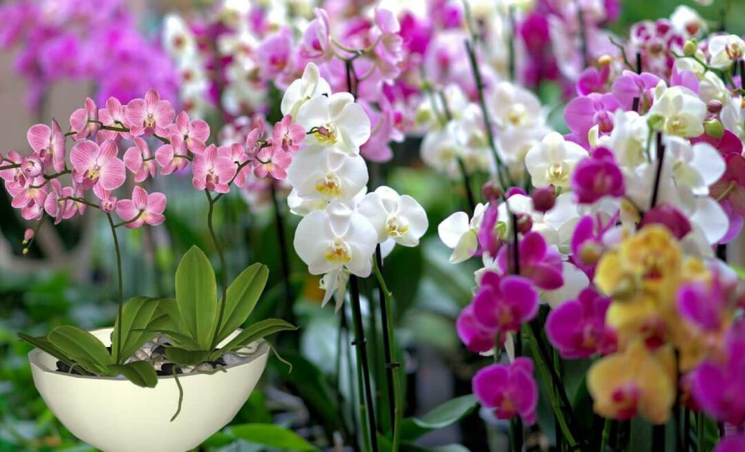 Как ухаживать за орхидеями? Как размножить цветы орхидеи? 5 вещей, которые не любят цветы орхидеи